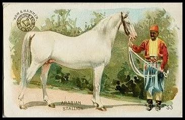 53 Arabian Stallion